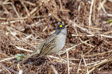 Golden-crowned Sparrow (Zonotrichia atricapilla) at Chowiet Island, Semidi Islands, Alaska, USA