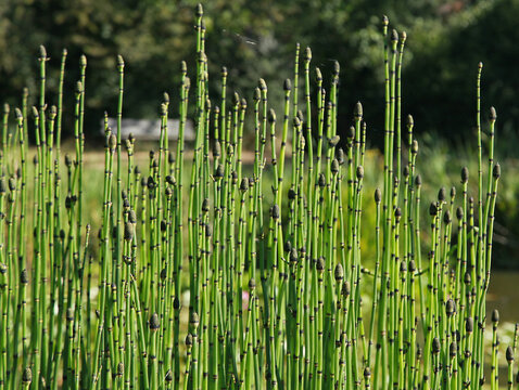 Equisetum japonicum