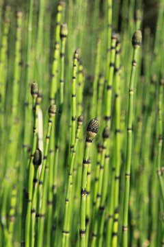 Equisetum japonicum