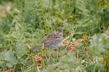 Golden-crowned Sparrow (Zonotrichia atricapilla) fledgling at Chowiet Island, Semidi Islands, Alaska, USA