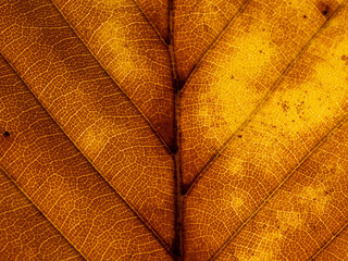 Macro of Autumn leaf with lots of details