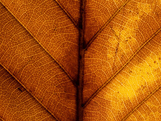 Macro of Autumn leaf with lots of details