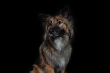 Cute looking dog wolf spitz