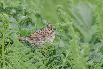 Golden-crowned Sparrow (Zonotrichia atricapilla) fledgling at Chowiet Island, Semidi Islands, Alaska, USA