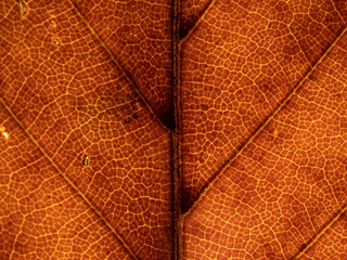 Macro of Autumn leaf with lots of details