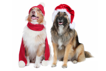 Fototapeta na wymiar Two cute christmas dogs