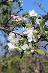 apple tree blossom