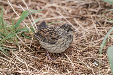Golden-crowned Sparrow (Zonotrichia atricapilla) fledgling at Chowiet Island, Semidi Islands, Alaska, USA