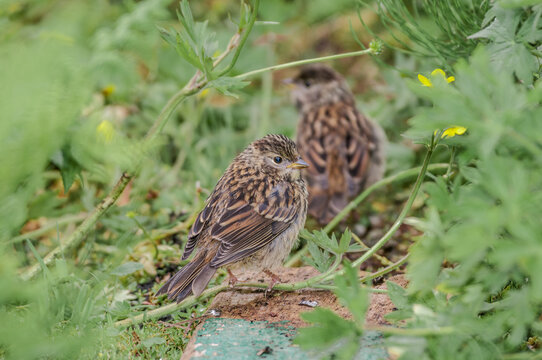 Golden-crowned Sparrow (Zonotrichia atricapilla) fledgling at Chowiet Island, Semidi Islands, Alaska, USA