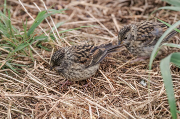 Golden-crowned Sparrow (Zonotrichia atricapilla) fledgling at Chowiet Island, Semidi Islands, Alaska, USA