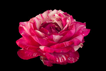 Striped pink rose on white