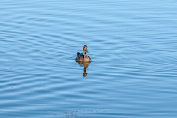 Female Northern Pintail (Anas acuta) in Malibu Lagoon, California, USA