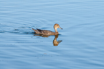 Female Northern Pintail (Anas acuta) in Malibu Lagoon, California, USA