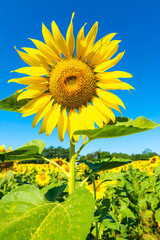 sunflower in a bright sky background