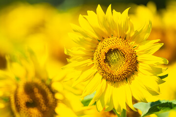 close up sun flowers in the field for background