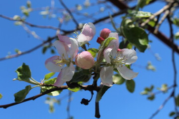 tree flowers