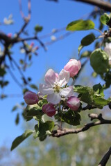 apple tree blossom