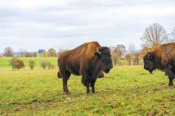 American bison, autumn, farm in the nature