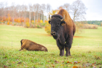 Fototapeta premium American bison, autumn, farm in the nature