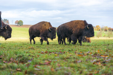 American bison, autumn, farm in the nature