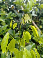 leaves of a tree