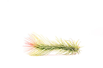 Close up Tillandsia  plant isolate on white background. Tillandsia plant commonly known as Airplants.