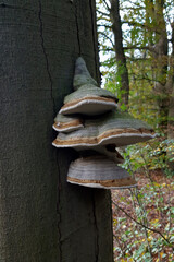 Tinder fungi (Fomes fomentarius) on trunk of beech tree (Fagus sp.)