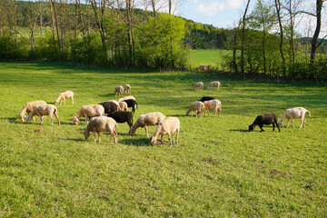 Obraz premium geschorene Schafe grasen glücklich an einem frühlingshaften Tag auf den Weiden, grünes Gras, wunderschöne Natur, Tiere in Naturhaltung, biologische Landwirtschaft