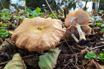 Honey mushroom Armillaria spec.