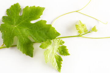 vine leaves on white background