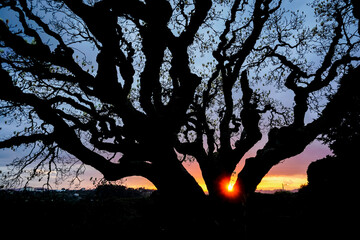 Branches of a tree against the light