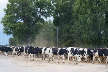village herd of cows walking home down the street
