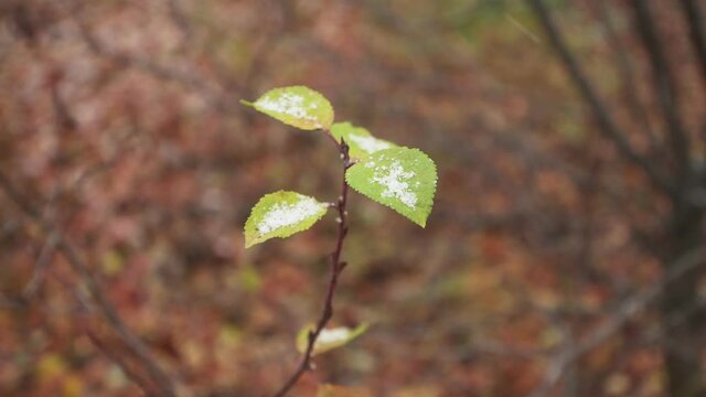 Three green autumn leaf sways on a tree branch during the first snowfall. Late fall.