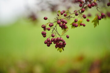 Autumn colors, beautiful nature hues and tints