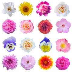 Macro photo of flowers set: rose, 
sunflower, peony, zinnia, cirsium, bristly rose, common mallow, grysanthemum  on a white isolated background
