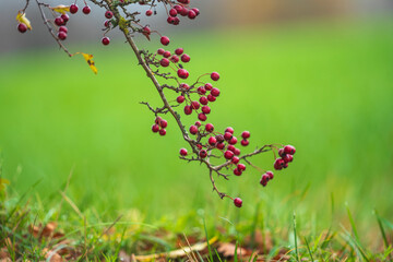 Autumn colors, beautiful nature hues and tints