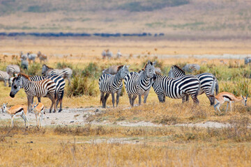 Fototapeta na wymiar Zebras in the Serengeti Tanzania 
