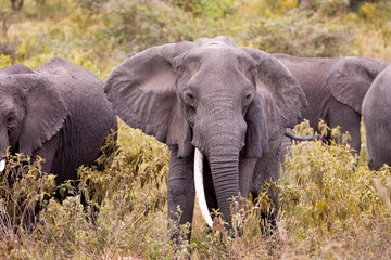 Herd of Elephants in Ngorongoro National Park Tanzania 