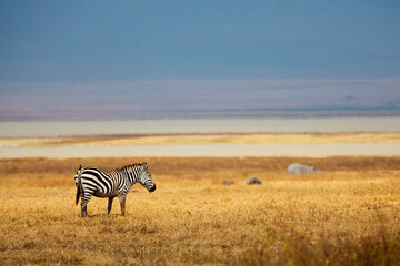 Fototapeta premium Zebra on the plains of Africa 