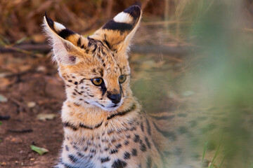Serval portrait in savannah Tanzania Africa 