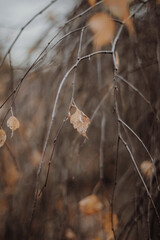 Yellow leaf on a tree