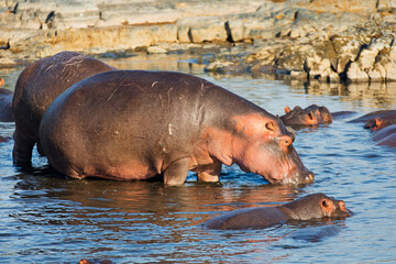 Hippos bathing in pond in Tanzania Africa 