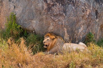 Lion resting in Serengeti National park Tanzania Africa 