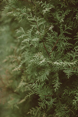 Fototapeta na wymiar Pine in the woods