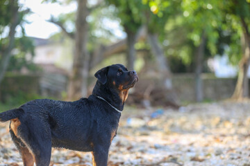 Rottweiler dog in Sri lanka