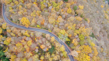 Autumn journey, colorful trees, road