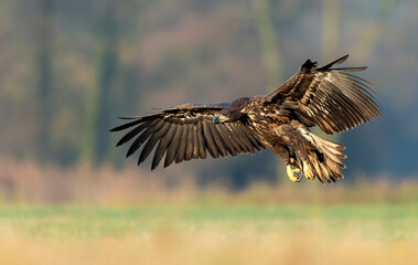 White tailed eagle in flight ( Haliaeetus albicilla )