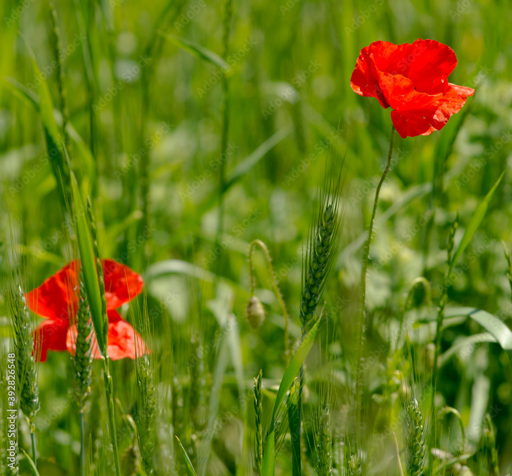 Wall mural coquelicots et blé à chichilianne, france