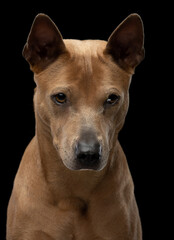 nice dog on a black background. Thai ridgeback in studio