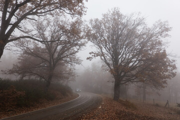 Oak trees in autumn among the mist in the Sierra de Guadarrama National Park in the Community of Madrid. Spain